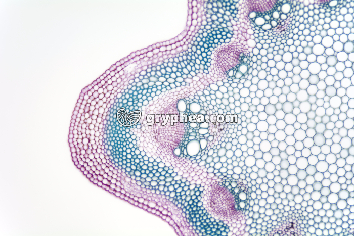 Tige de Clématite CT x25 - gryphea.com